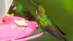 humingbird-papa